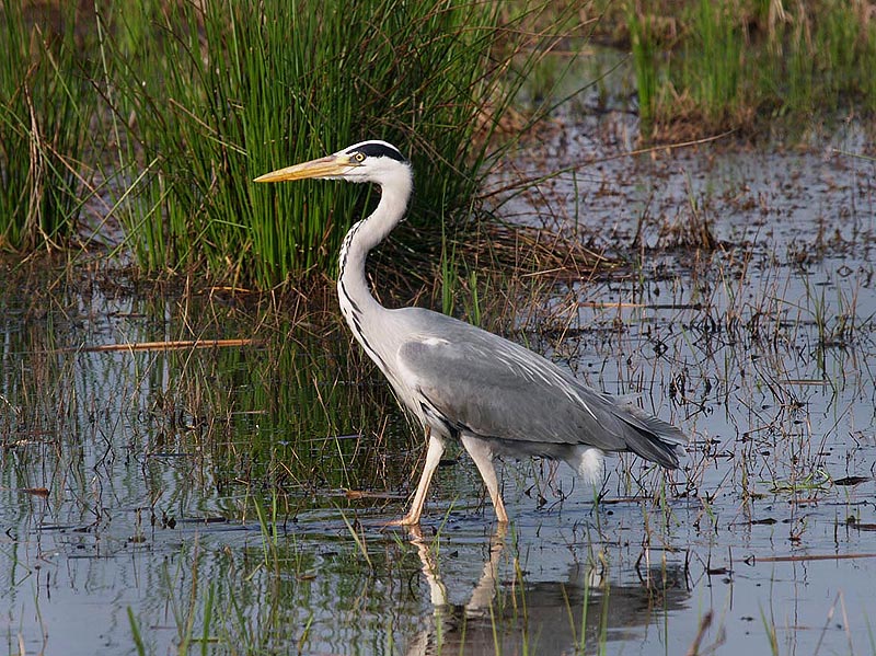 Airone cenerino (Ardea cinerea)